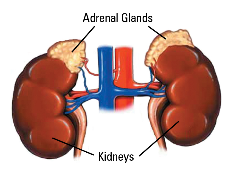 adrenal-gland-removal